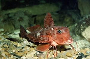 Fins Gallery: Tub Gurnard Fish - showing enlarged and free rays