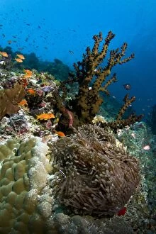 Tubastrea Micranthus Coral - Lobe Coral (Porites