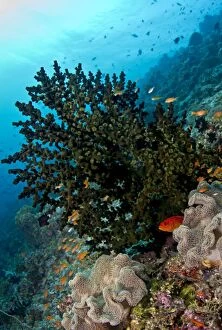 Tubastrea Micranthus Coral - Mushroom Leather Coral