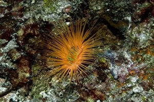 Images Dated 18th November 2008: Tube Anemone - Indonesia