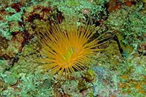 Tube Anemone - Normally coloured gray or off white - This anemone is a rare colour standing out like a beacon in 12
