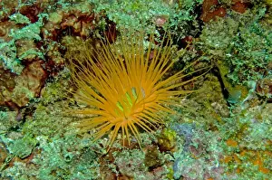 Anemones Prints: Tube Anemone - Normally coloured gray or off white - This anemone is a rare colour standing out like a beacon in 12