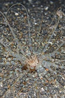 Tube Anemone with striped tentacles on black sand
