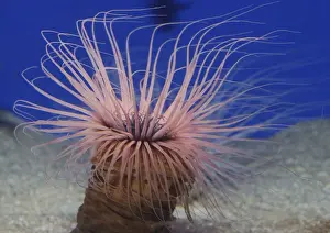 Tube Dwelling Sea Anemone, northwest Pacific