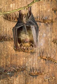 Tube-nosed Insectivorous BAT