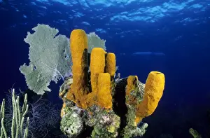 Marine Prints: Tube Sponge Caribbean Sea