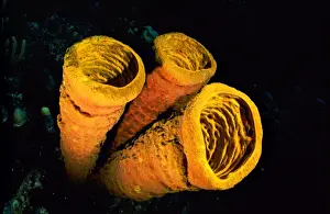 Poriferas Prints: Tube Sponge Caribbean Sea