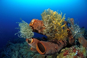 Images Dated 31st March 2006: Tube Sponge Sulawesi Indonesia
