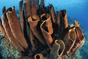 Poriferas Prints: Tube Sponge Sulu Sea Philippines