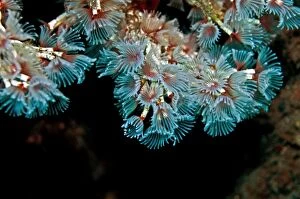 Images Dated 4th September 2008: Tube Worms - feeding