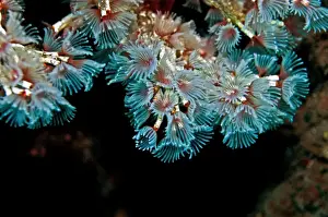 Filter Feeding Prints: Tube Worms - Indonesia