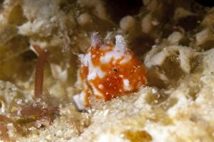 New images january/tuberculated frogfish night dive