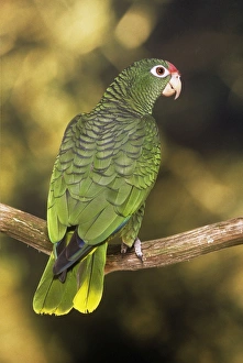 Images Dated 3rd December 2010: Tucuman Amazon - male