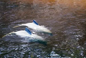 Tucuxi / Little Grey / Grey River Dolphin