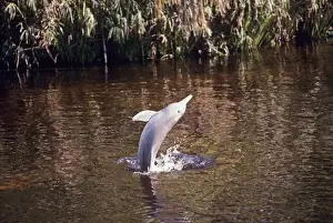 Tucuxi / Little Grey / Grey River Dolphin