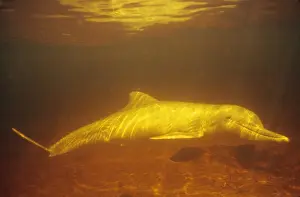 Tucuxi / Little Grey / Grey River Dolphin