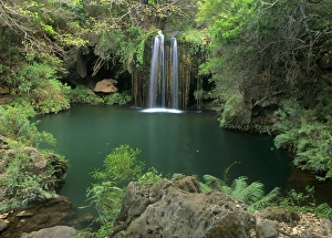Images Dated 8th March 2007: Tufa fall with laguna and lush rainforest vegetation Blyde River Canyon, South Africa
