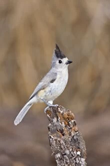 Images Dated 26th March 2008: Tufted / Black-crested / Mexican Titmouse. South Texas