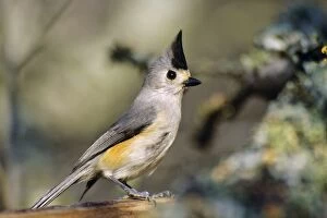 Images Dated 4th August 2005: Tufted / Black-crested Titmouse. Texas. USA B6294
