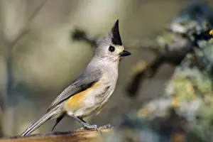 Tufted / Black-crested Titmouse. Texas. USA B6294