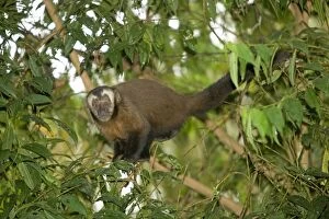 Tufted / Brown / Black-capped Capuchin - in tree