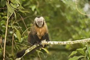 Tufted / Brown / Black-capped Capuchin - in tree. Manu National Park - Peru