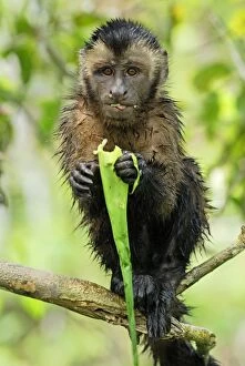 Images Dated 7th September 2007: Tufted Capuchin / Brown Capuchin - Pacaya-Samiria Nationalpark - Iquitos - Peru
