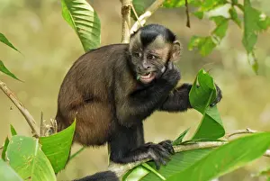 Tufted Capuchin / Brown Capuchin - Pacaya-Samiria Nationalpark - Iquitos - Peru