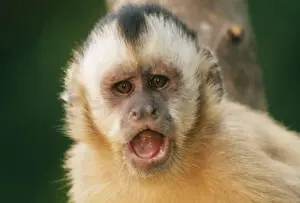 Angry Prints: Tufted Capucin Monkey WAT 4452 Cebus apella © M. Watson / ARDEA LONDON
