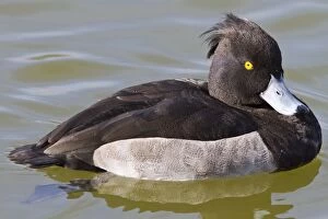 Images Dated 13th October 2013: Tufted Duck