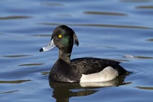 Images Dated 2nd March 2010: Tufted Duck - adult drake on water - Wiltshire - England - UK