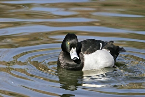 Images Dated 10th January 2005: Tufted Duck. Aiguamolls Nature reserve - RAMSAR site - Spain