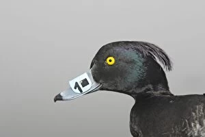Images Dated 1st February 2006: Tufted Duck - Captured with identification tag on beak