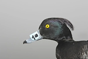 Images Dated 1st February 2006: Tufted Duck - Captured with identification tag on beak
