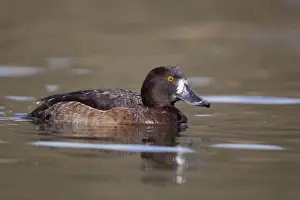 Rural Prints: Tufted Duck - female - Cornwall - UK