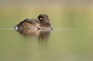Tufted Duck - Female sleeping