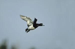 Tufted Duck - In flight
