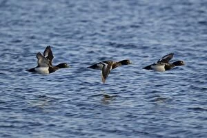 Aythya Gallery: Tufted Duck - in flight over water