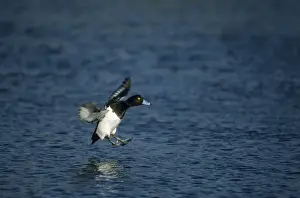 Tufted Duck - Landing Norfolk, UK BI004782