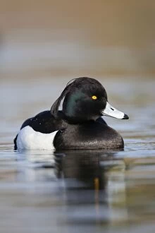 Images Dated 19th February 2011: Tufted Duck - male