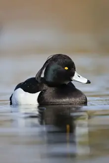 Tufted Duck - male - Cornwall - UK