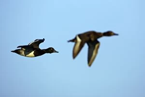 Images Dated 19th June 2005: Tufted Duck - Male and female in flight Isle of Texel, Holland