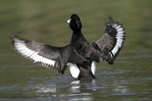 Images Dated 25th March 2010: Tufted Duck - male flapping wings on lake