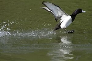 Images Dated 13th April 2010: Tufted Duck - male in flight - landing on lake