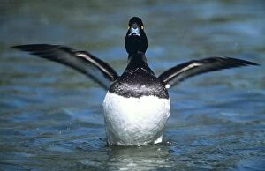 Tufted DUCK - male, front-view, wings out-stretched, on water