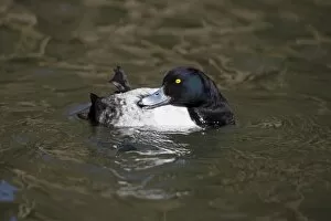 Images Dated 7th April 2010: Tufted Duck - male preening its plumage - on lake - Hessen - Germany