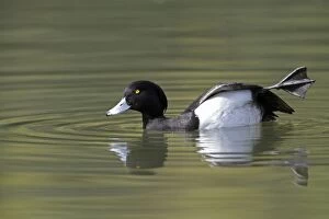Tufted Duck - male stretching its leg on lake