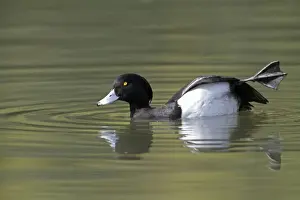 Webbed Feet Prints: Tufted Duck - male stretching its leg on lake - Hessen - Germany