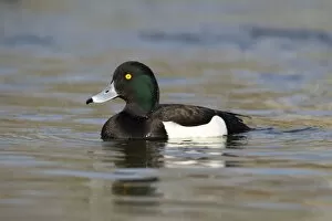 Images Dated 13th March 2012: Tufted Duck - male swimming in calm water - March - Rochester - England