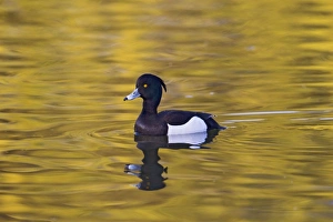 Images Dated 24th March 2011: Tufted Duck - male swimming - Hertfordshire UK 12343